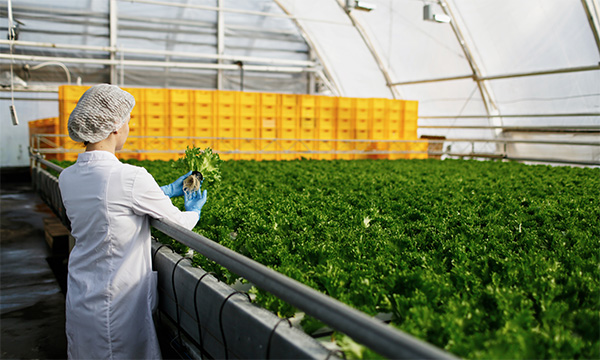 Instituto Mauá de Tecnologia lança curso de Inovação e Empreendedorismo no Setor Agroalimentar